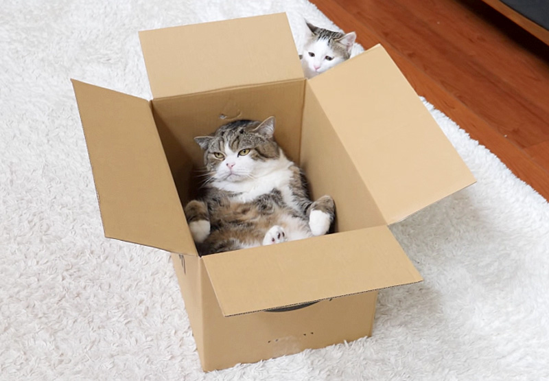 子猫を狂わせるシッポを持つ猫さん箱の中で待ち構えながら子猫の激しい攻撃にも余裕で対応する姿が面白い エウレカ