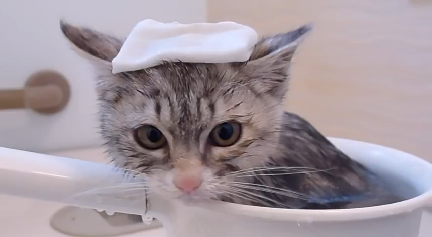 お風呂猫