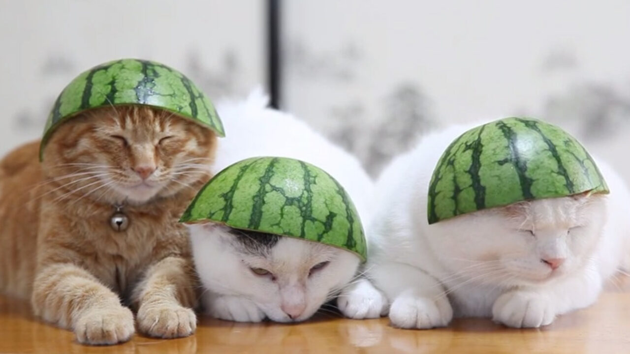 暑い夏はスイカでヒンヤリだニャン！」スイカ帽子をかぶるネコちゃん