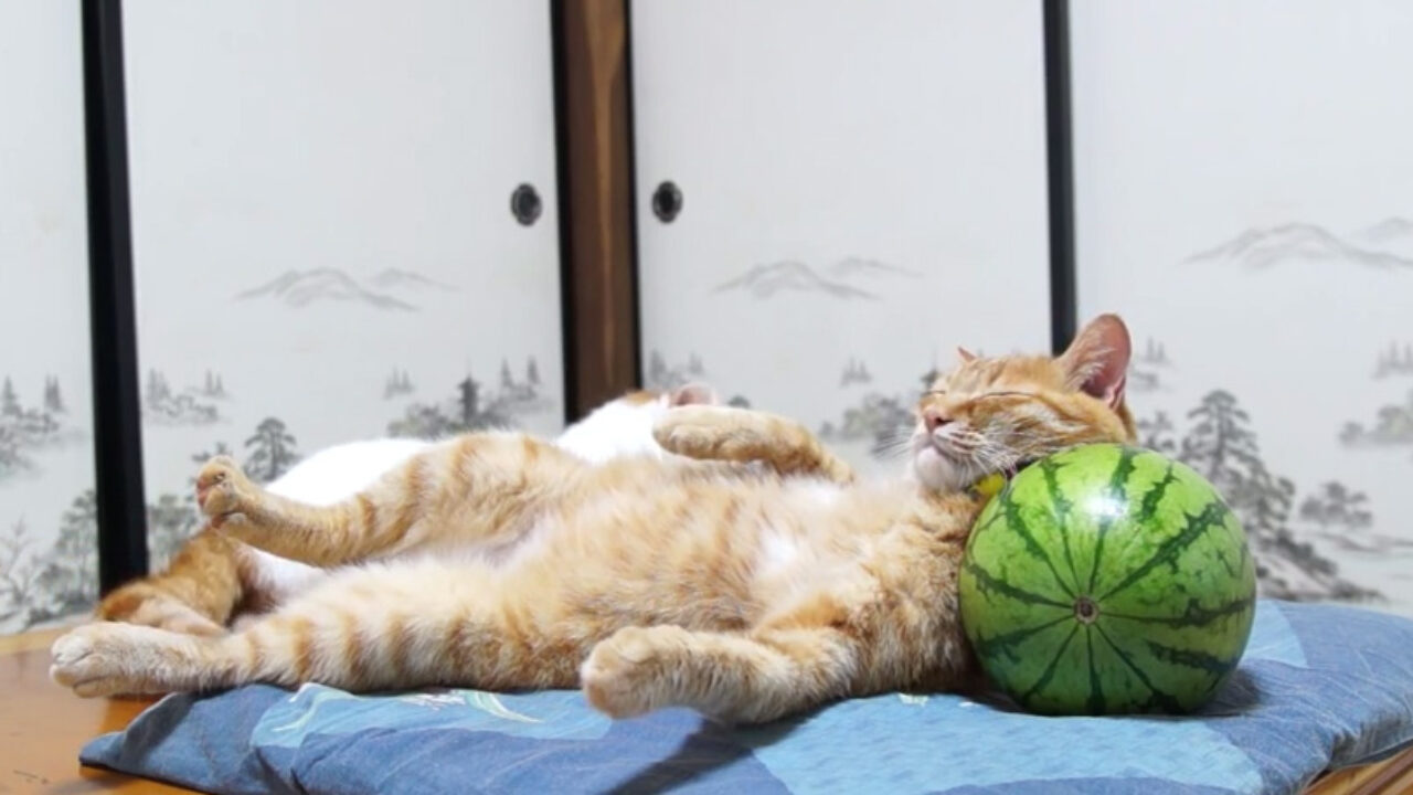 suika_cat_title-1280x720.jpg
