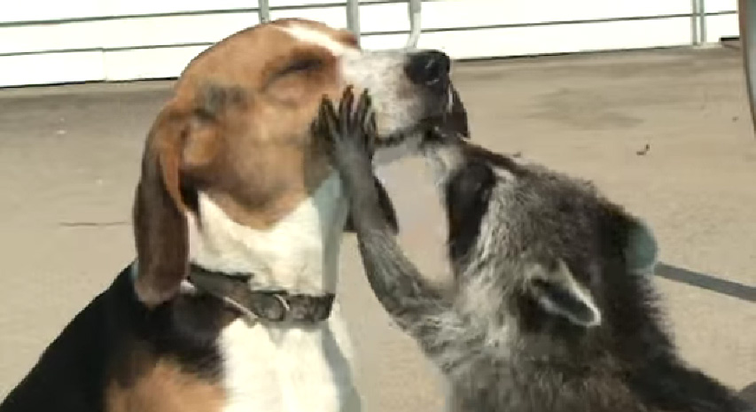 犬とアライグマ