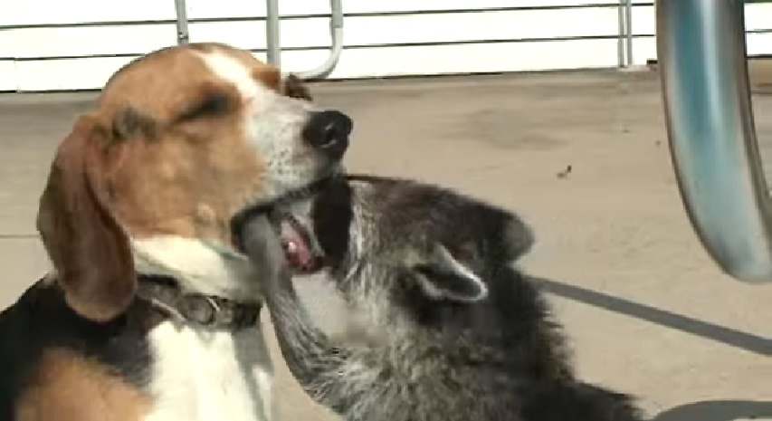 犬とアライグマ　口の中も洗う