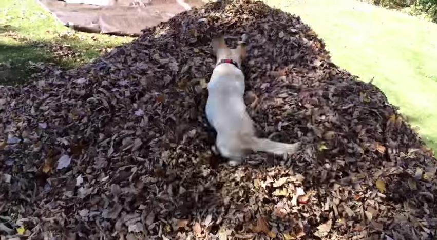 落ち葉に飛び込む犬