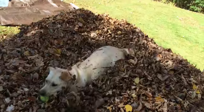 ボールを見つけ出した犬