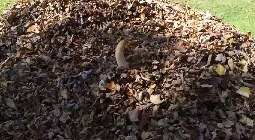 落ち葉から出た犬の尻尾