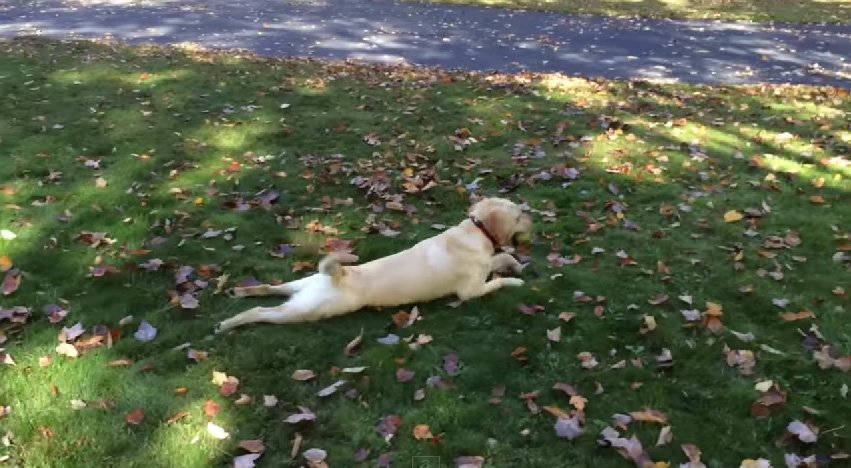 だらっとする犬