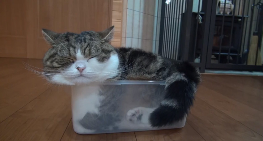 プラスチックケースと猫