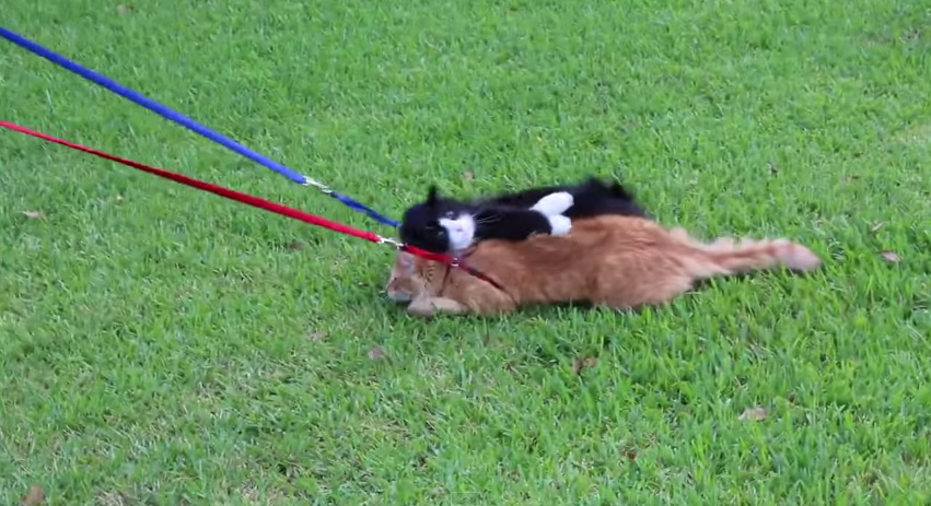 他の猫に乗っかる猫