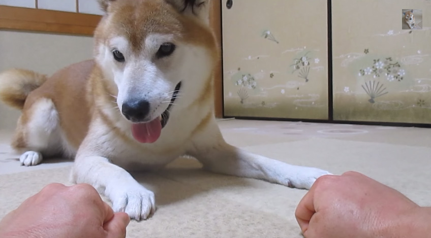 おやつを当てる柴犬