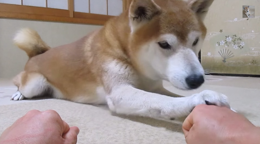 おやつを当てる柴犬　こっち