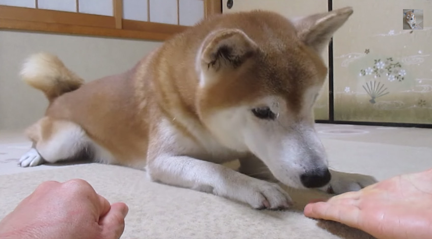 おやつを当てる柴犬　はずれ