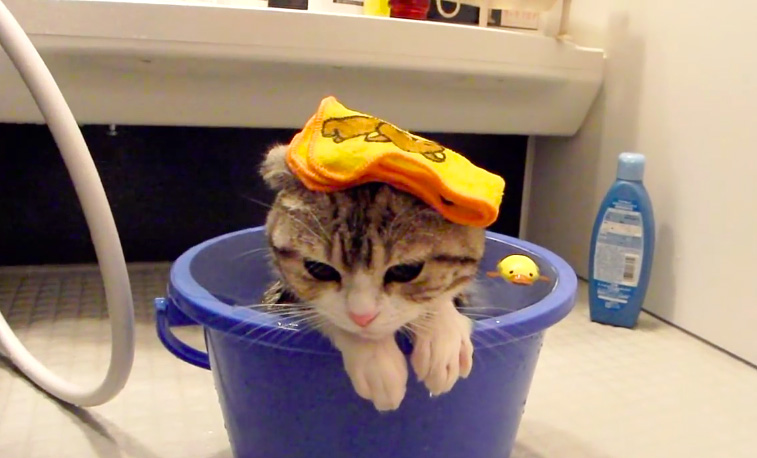バケツのお風呂に入る子猫
