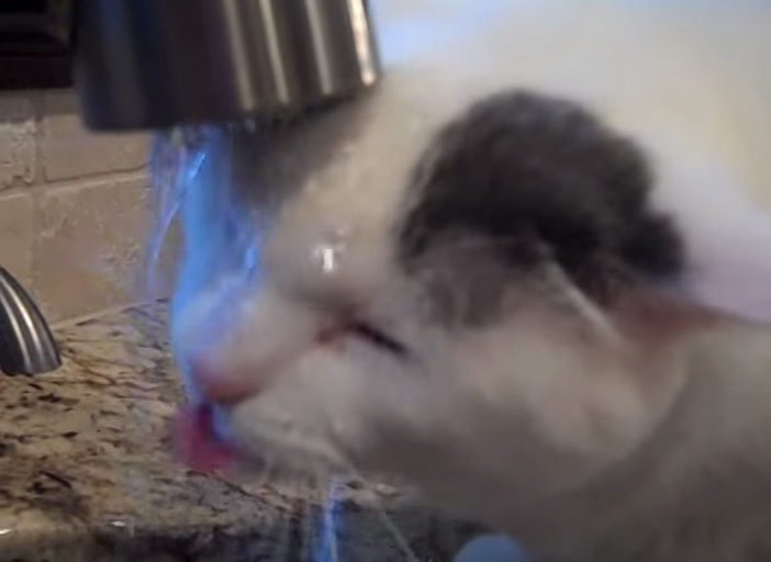 蛇口から水を飲む猫