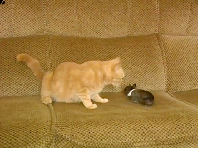 赤ちゃんウサギと母猫