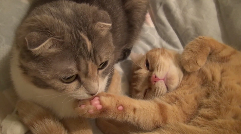 子猫が親猫をチョンチョン♪