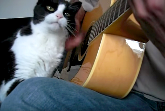 ギターに寄り添う猫