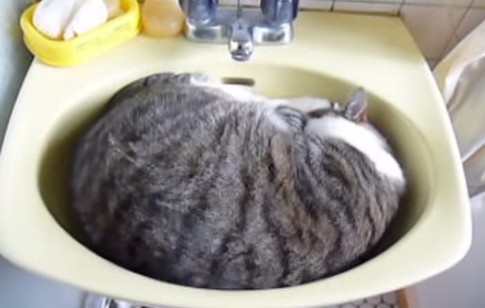 洗面台で眠る猫