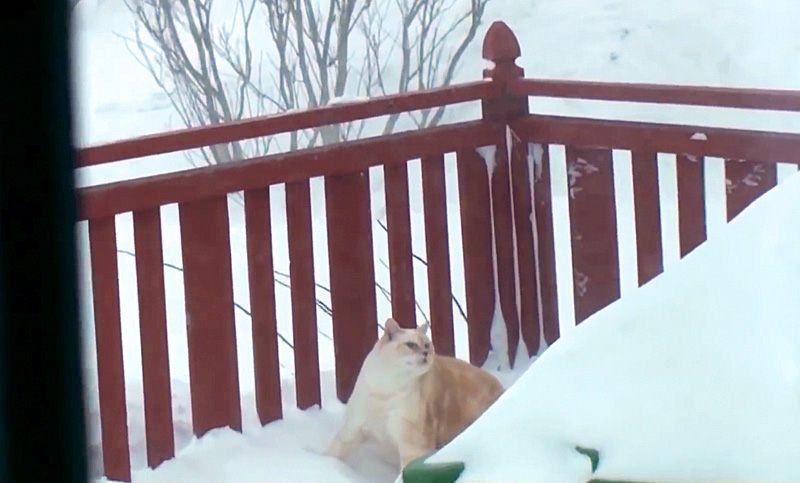 雪の中を帰宅する猫