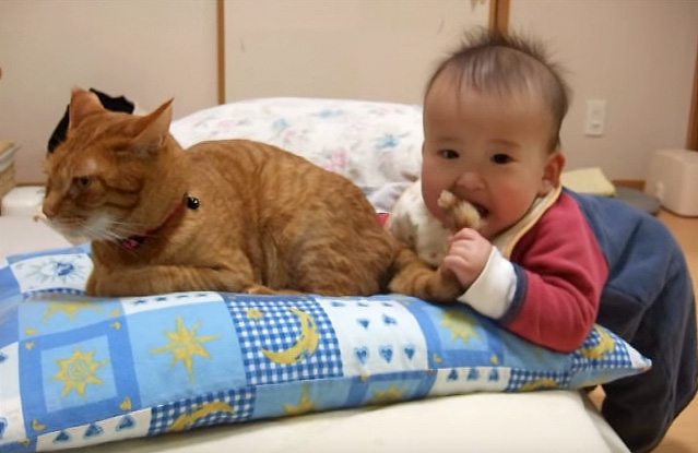 赤ちゃんにシッポを噛まれてしまった猫さん 猫パンチを繰り出すかと思いきや とっても優しい反応が返ってきた ｪ エウレカ