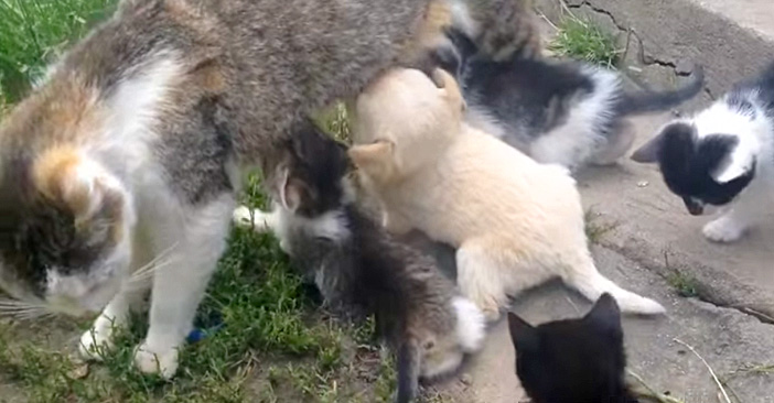 ミルクの飲む子犬