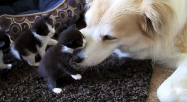 子猫と遊ぶ犬