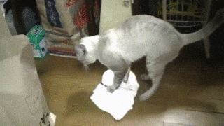 床を磨く猫