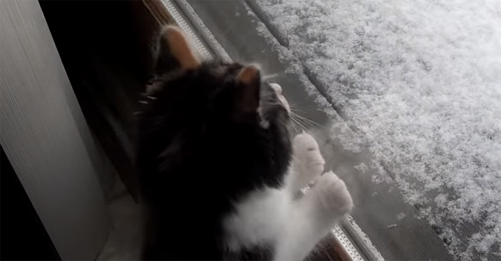 雪に興味津々な子猫