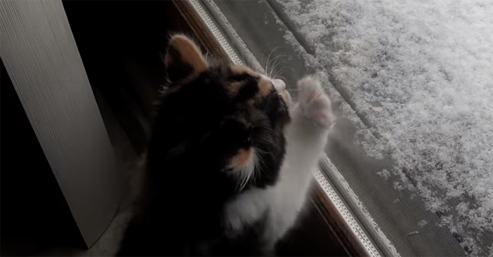 雪に触りたい子猫