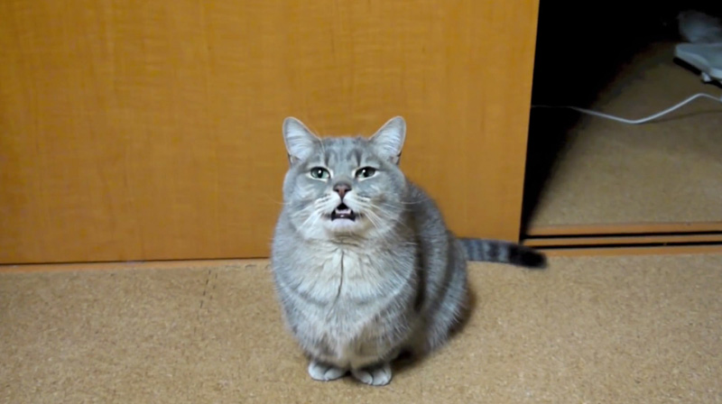 ごはんという猫