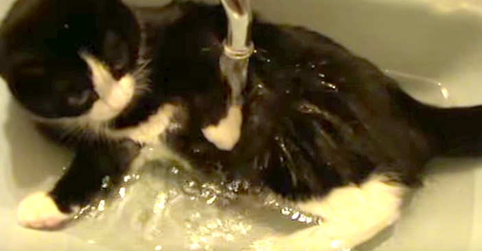 身体を洗う猫