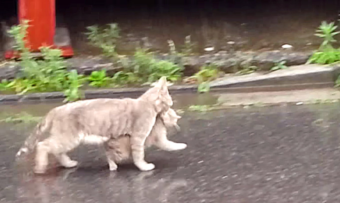 子猫を咥えて帰宅する母猫