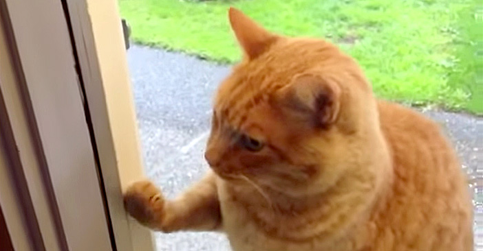 玄関チャイムを鳴らす猫