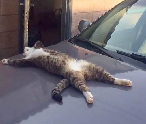 車のボンネットで眠る猫
