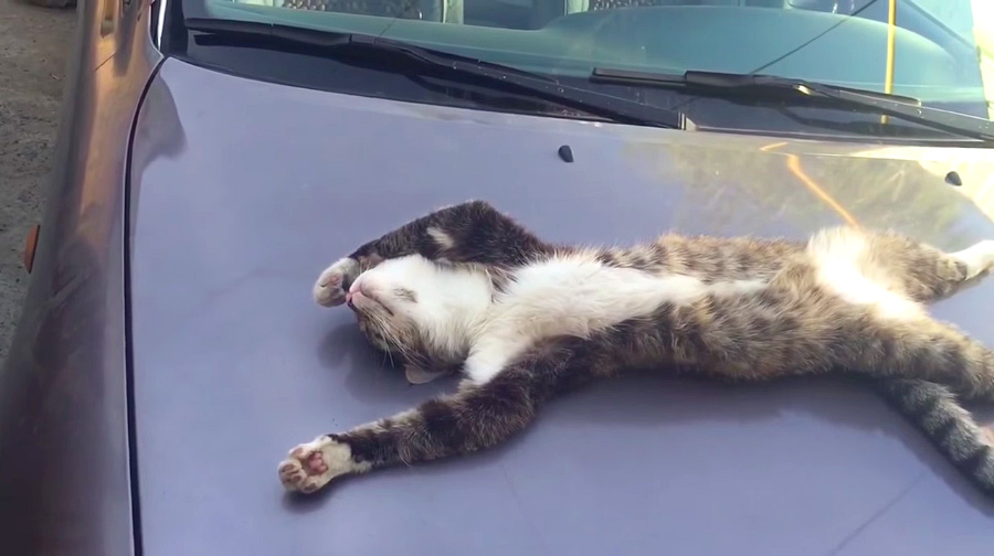 車のボンネットで眠る猫