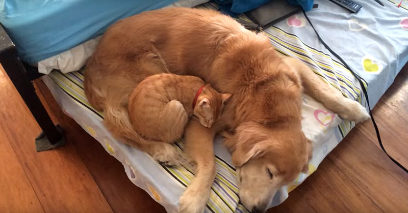 一緒に眠る子猫と犬