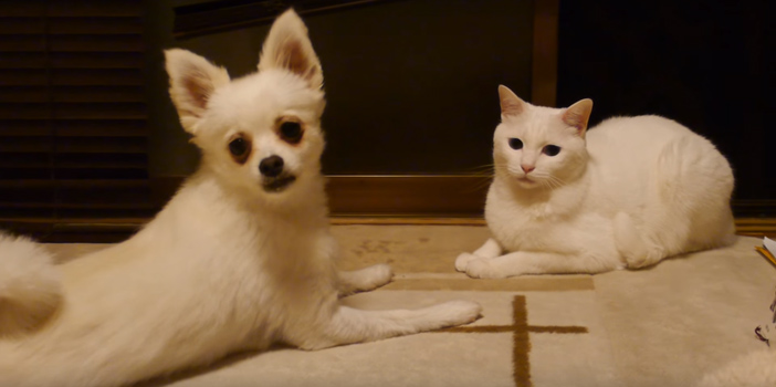 思わず飼い主さんの方を振り向く