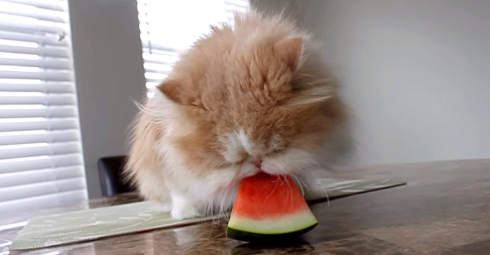 Amazon | Four Piece 猫 おもちゃ ボール プレイサーキット
