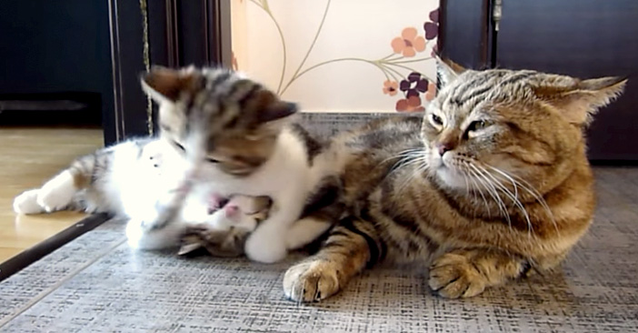 母猫とワンパクな子猫