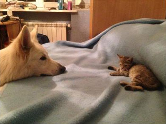 犬と子猫、初めての出会い