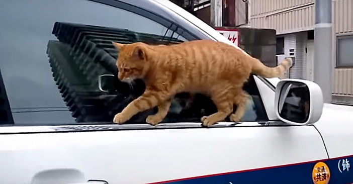 失敗される猫 mqdefault.jpg
