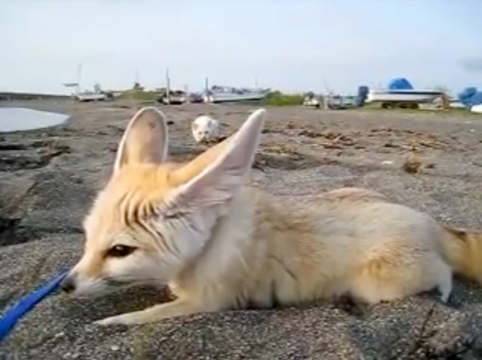 フェネックに近づいていく子猫