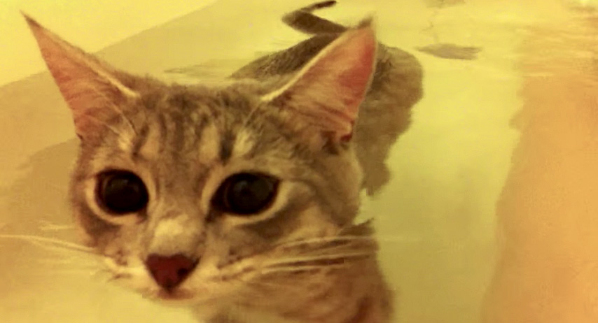 お風呂を楽しむ猫