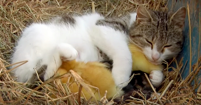 アヒルのヒナを育てる猫のお母さん