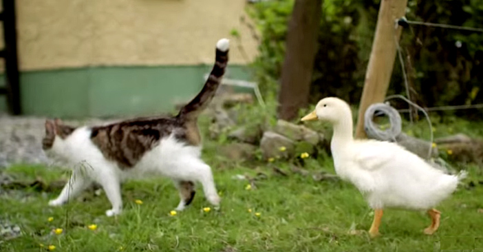 猫のお母さんとアヒルが散歩