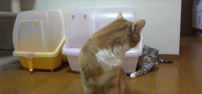 でも気づかれて怒られる猫