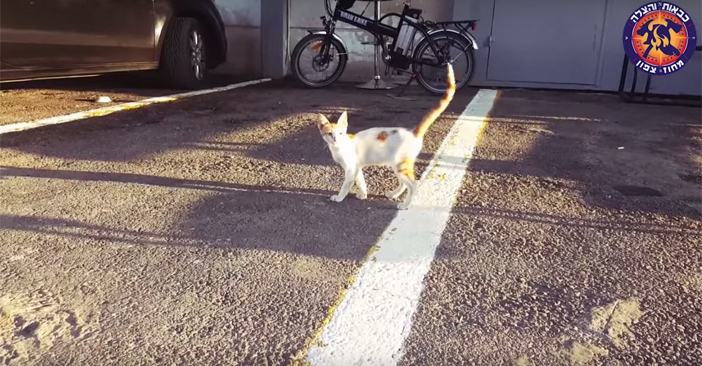 少しずつ元気になっていく子猫