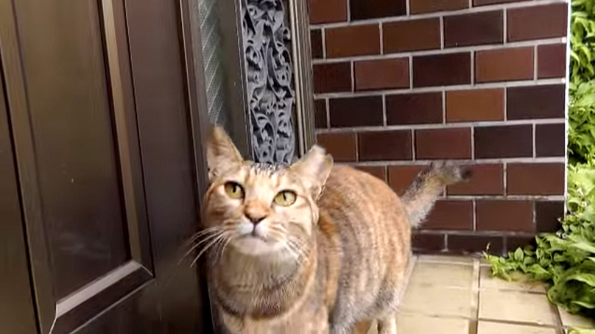 雨宿り猫