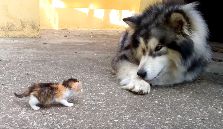 見つめる子猫と大型犬