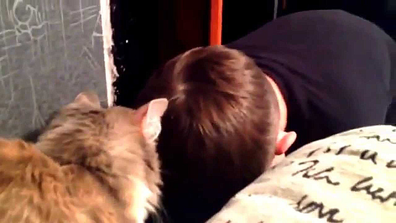 泣いた男の子を励ます猫