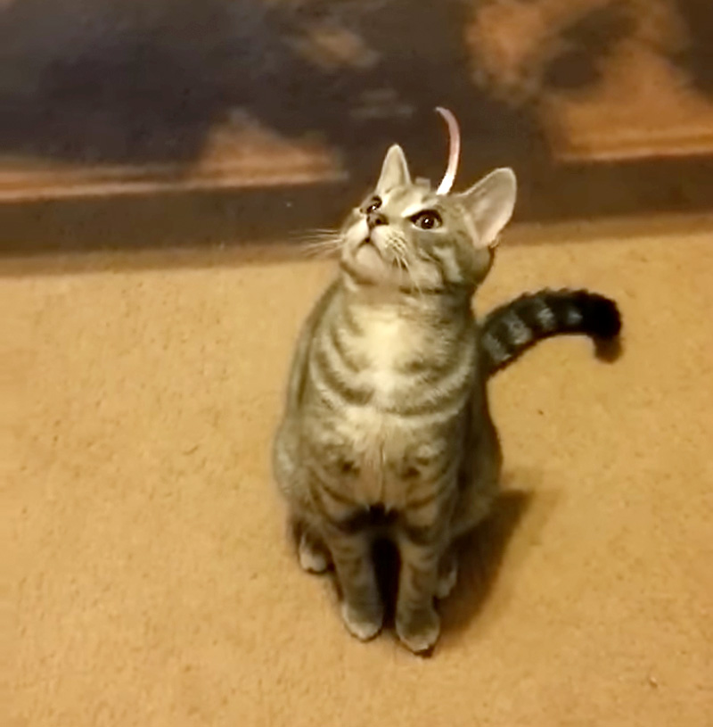頭の上にシールがくっついた猫